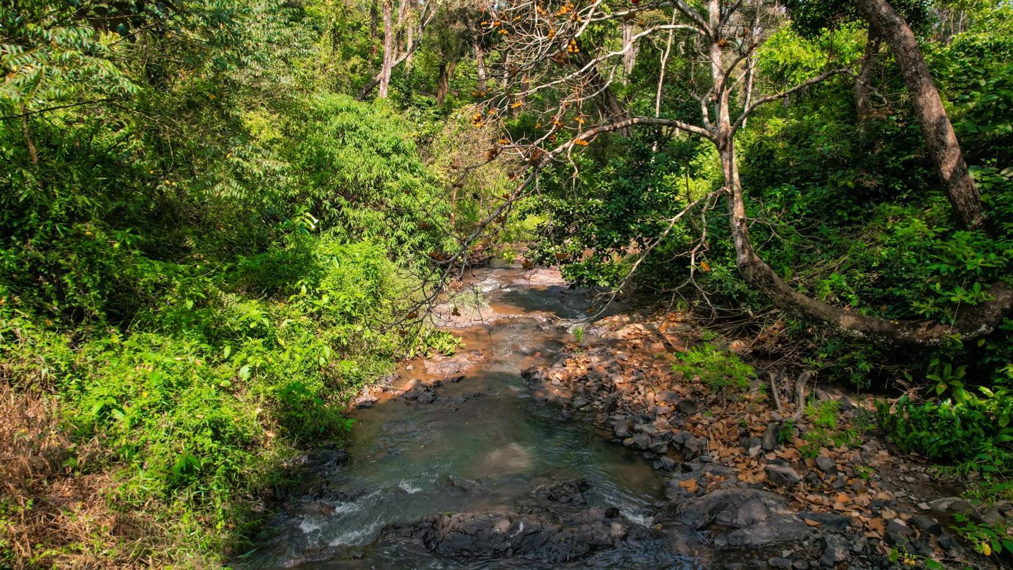 Kingmaker'S Plantation With River Stream 마디케리 외부 사진